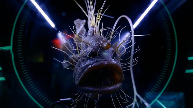 Anglerfish
