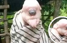 Penampakan Anak Babi Bermata Satu di NTT, Ramai Dibilang Mirip Manusia