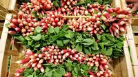 Petani Tasmania Hasilkan Lobak Terbesar di Dunia Seberat 18,36 Kg