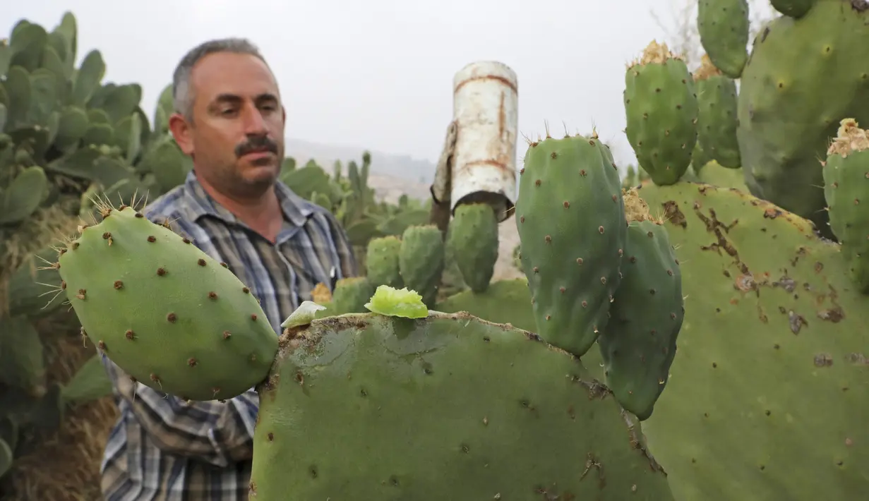 Ayman Ibrewish mengumpulkan buah pir berduri dari ladangnya di Desa al-Simiya, dekat Kota Hebron, Tepi Barat, Palestina, Selasa (4/8/2020). (HAZEM BADER/AFP)
