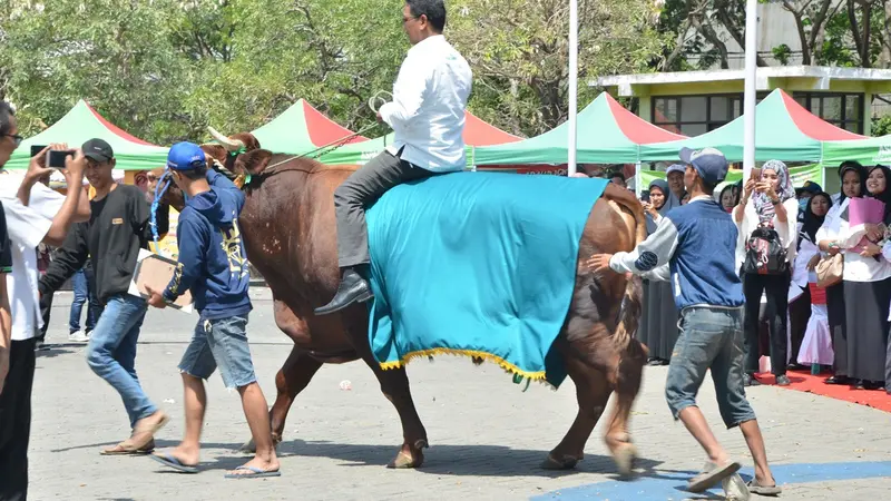 Ekstrem, Sapi Pemenang Kontes Ternak Sidoarjo Berbobot 1.075 Kg