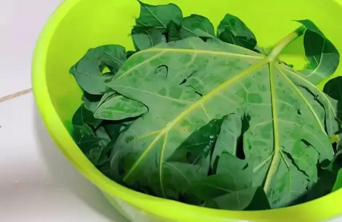 Cara Alami Mengempukkan Ayam Kampung Tanpa Presto dan Ungkep, Cukup Pakai Satu Daun Ini