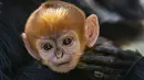 Gambar yang diambil pada 2 Oktober 2019 memperlihatkan monyet jantan jenis Francois Langur yang baru lahir berada di dekat induknya di Kebun Binatang Taronga, Sydney. Salah satu bayi monyet paling langka di dunia itu biasanya lahir dengan rambut oranye terang. (Rick Stevens/TARONGA ZOO/AFP)