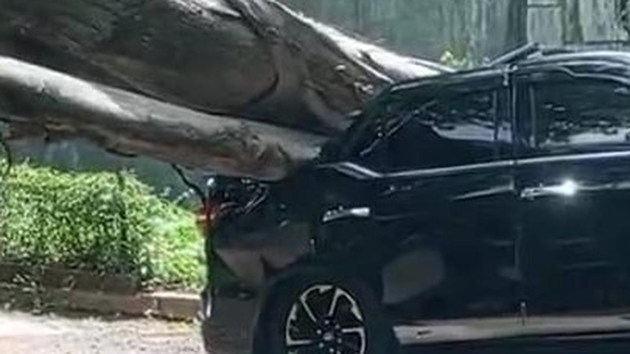 Pohon Tumbang Dekat Rumah Prabowo Timpa Fortuner, BPBD DKI:  Karena Akarnya Busuk