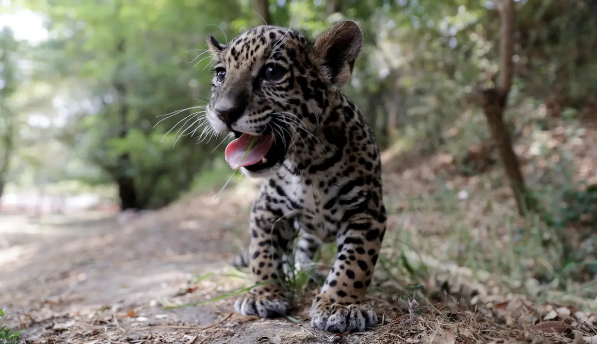 Seekor anak jaguar terlihat selama tur media di Kebun Binatang Altiplano di Tlaxcala dekat Mexico City, Meksiko, pada 24 Mei 2019. Populasi jaguar di alam liar terus menurun dan berstatus terancam punah di masa depan. (REUTERS/Henry Romero)