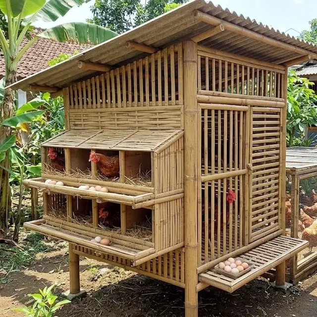 9 Desain Kandang Ayam Petelur dari Bambu Bekas, Sederhana tapi Fungsional