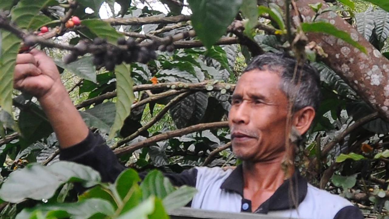 FOTO: Melihat Perkebunan dan Pengolahan Kopi Van Dillem Era Kolonial Belanda di Trenggalek