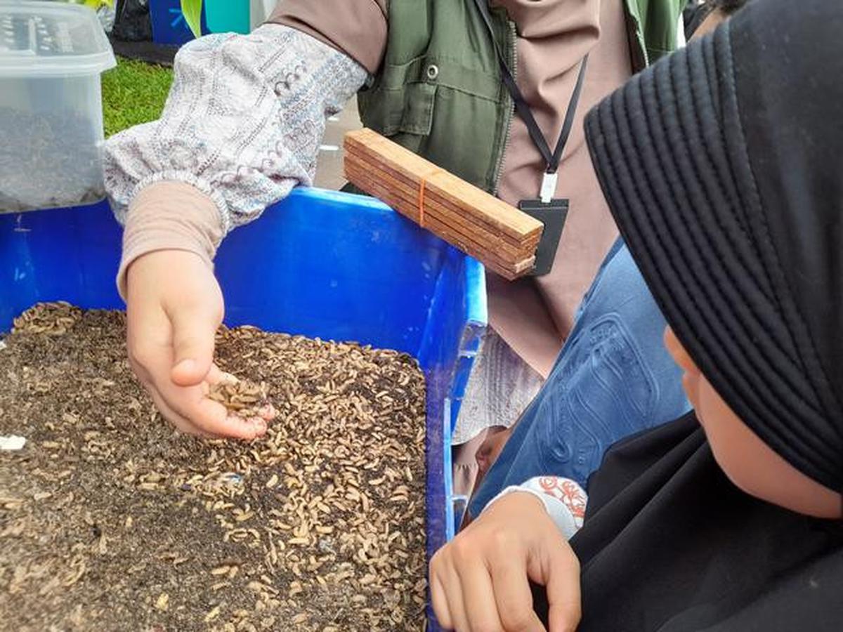 Maggot, salah satu solusi menangani masalah sampah organik di Indonesia.