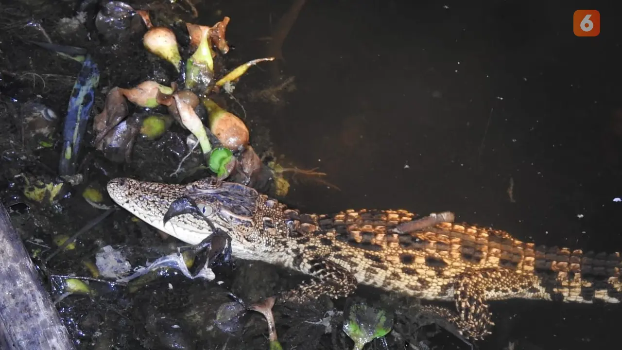 buaya badas hitam