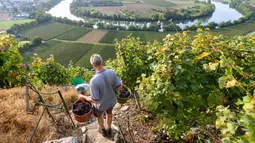 Winegrower Armin Krauth membawa ember dengan anggur selama panen di kebun anggur curam di sepanjang Sungai Neckar di Mundelsheim, Jerman barat daya (2/10/2021). Di lokasi ini juga terdapat enam jalur pendakian hutan, dan jalur pendakian air. (AFP/Thomas Kenzle)