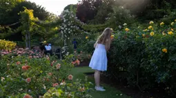 Anak perempuan mencium bunga-bunga mawar di Taman Bunga Ratu Mary di Regent's Park di London pada 25 Juni 2020. Inggris pada Kamis (25/6) mengalami hari terpanasnya tahun ini hingga sejauh ini, dengan suhu mencapai 33,3 derajat Celsius di Bandara Heathrow, menurut badan meteorologi. (Xinhua/Han Yan)