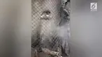 Beredar video yang menunjukkan aksi tak terpuji seorang pria saat berkunjung ke Batu Secret Zoo, Malang. Pria tersebut meniupkan asap rokok elektrik (vape) pada seekor primata.
