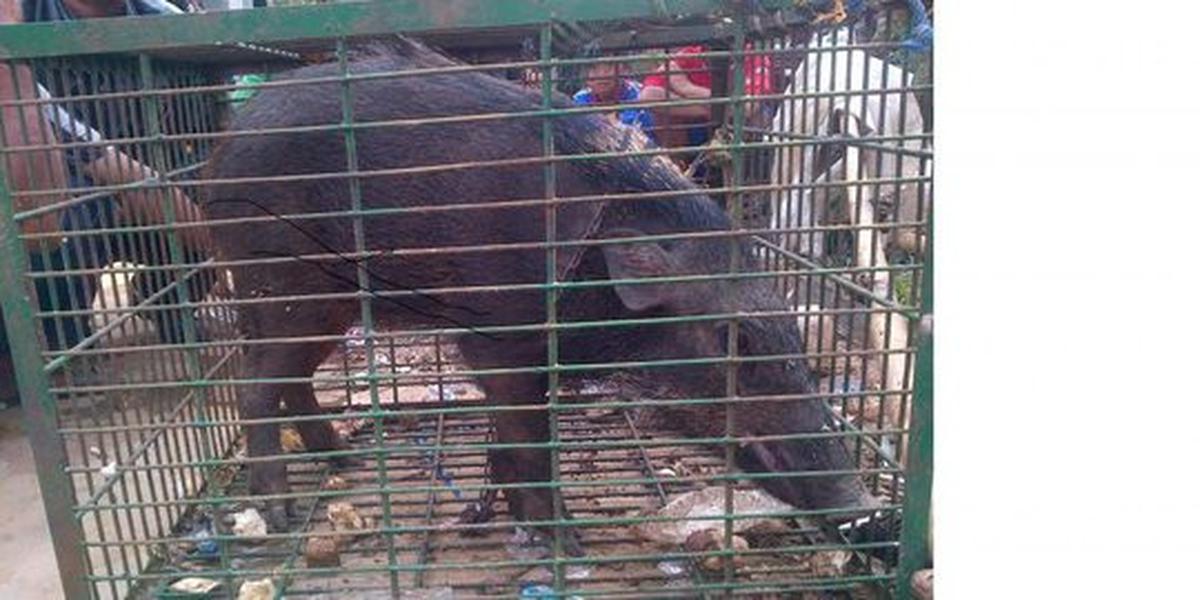 Babi ngepet di Cianjur