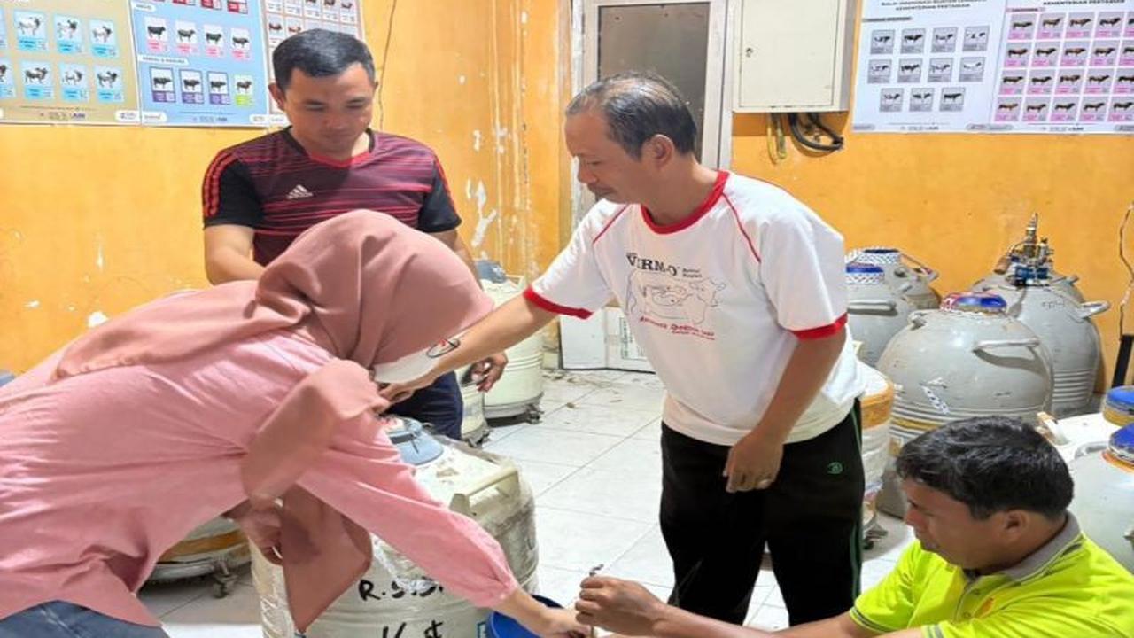 Tahukah Anda 6 Jenis Sapi Unggul? Pemprov Sulbar Salurkan 850 Dosis Semen Beku Ternak Gratis untuk Peternak Majene