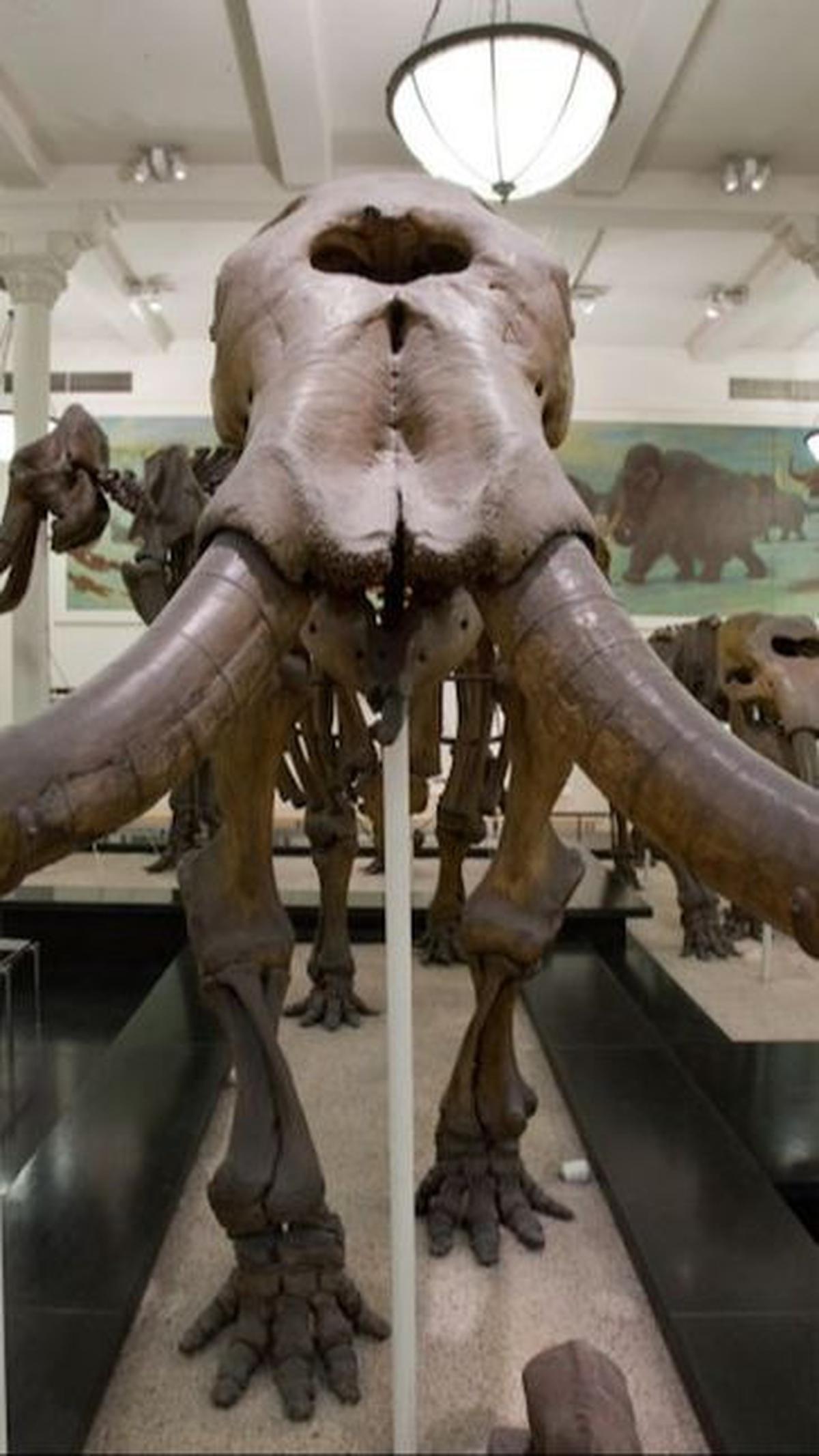 Mastodon