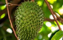5 Khasiat Buah Sirsak bagi Kesehatan, dari Mencegah Diabetes hingga Mengatasi Asam Lambung
