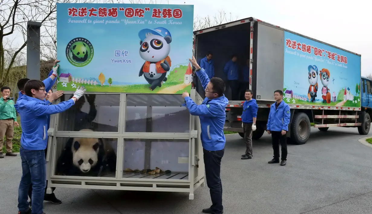 Seekor Panda berada dalam kandang saat akan dikirim menuju Korea Selatan di Dujiangyan , provinsi Sichuan , China , (2/3). (REUTERS / China Daily)