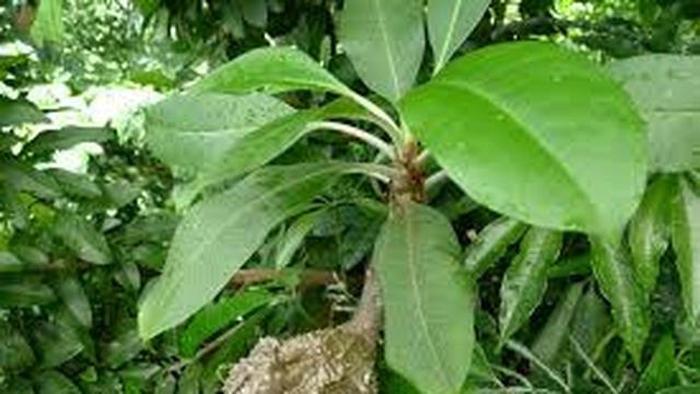 Tanaman Sarang Semut