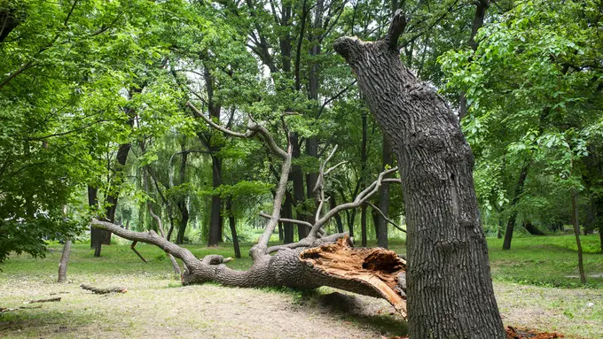 Pohon Tumbang - Vania