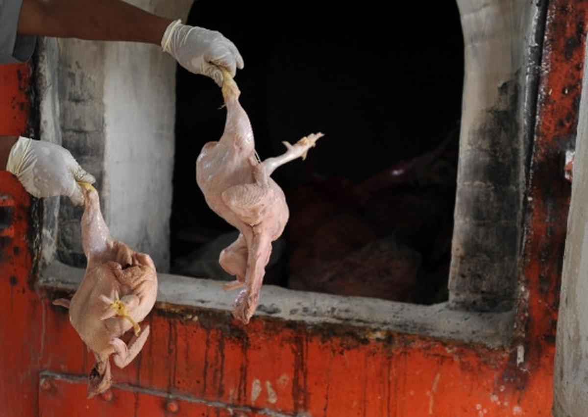Puspitek musnahkan 1,5 ton ayam berformalin