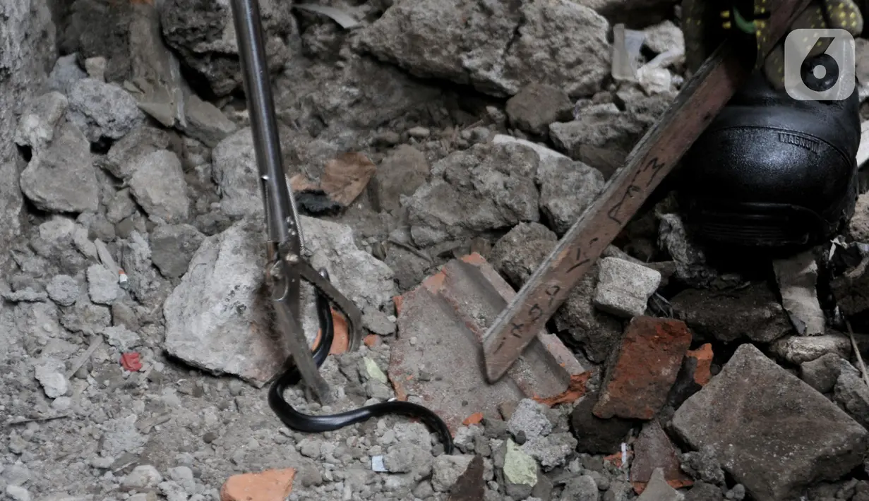 Petugas pemadam kebakaran  berusaha menangkap seekor anak kobra di salah satu rumah di Kampung Baru, Kelurahan Cakung Barat, Cakung, Jakarta Timur, Kamis (12/11/2019). (merdeka.com/Iqbal S. Nugroho)