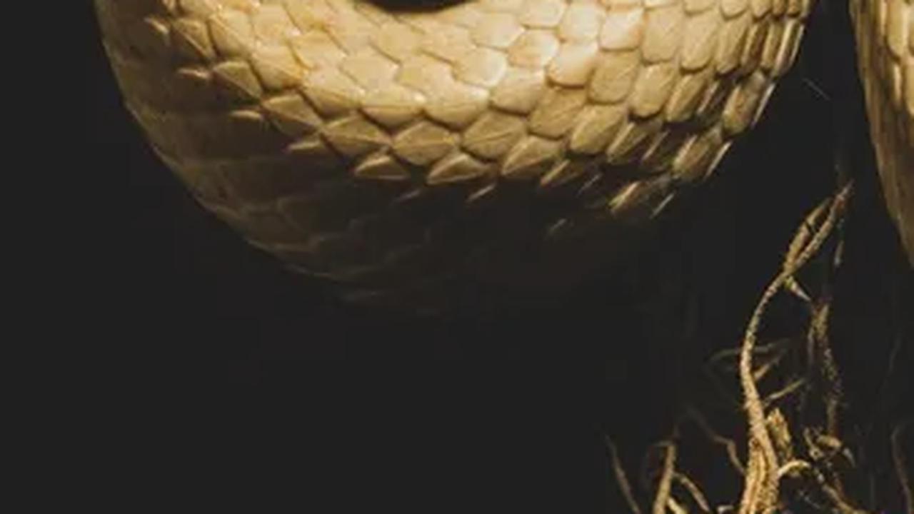 Termasuk King Cobra, ini 10 Ular Beracun Paling Mematikan di Dunia