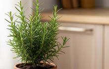 Rosemary, Herbal Serbaguna Penjaga Kesehatan Ginjal, Otak, dan Tubuh
