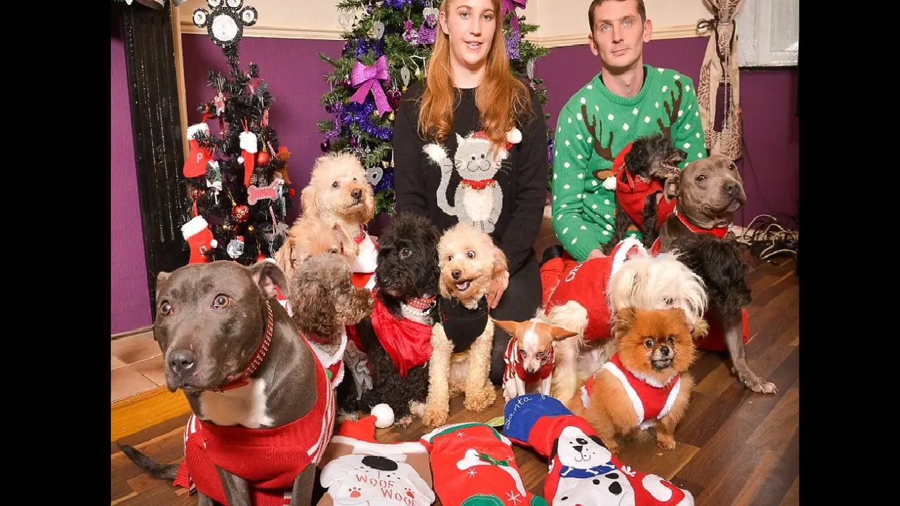 Anjing lucu berkostum Natal. (Daily Mail)