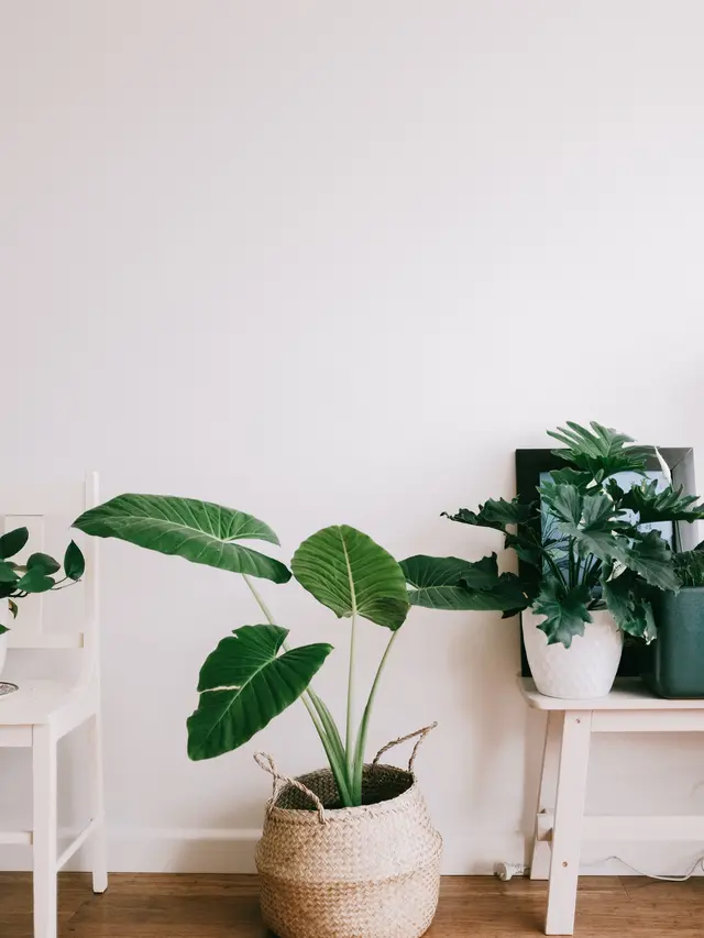 ilustrasi Perbedaan Sel Hewan dan Sel Tumbuhan yang Harus Dipelajari/Daria Shevtsova/pexels