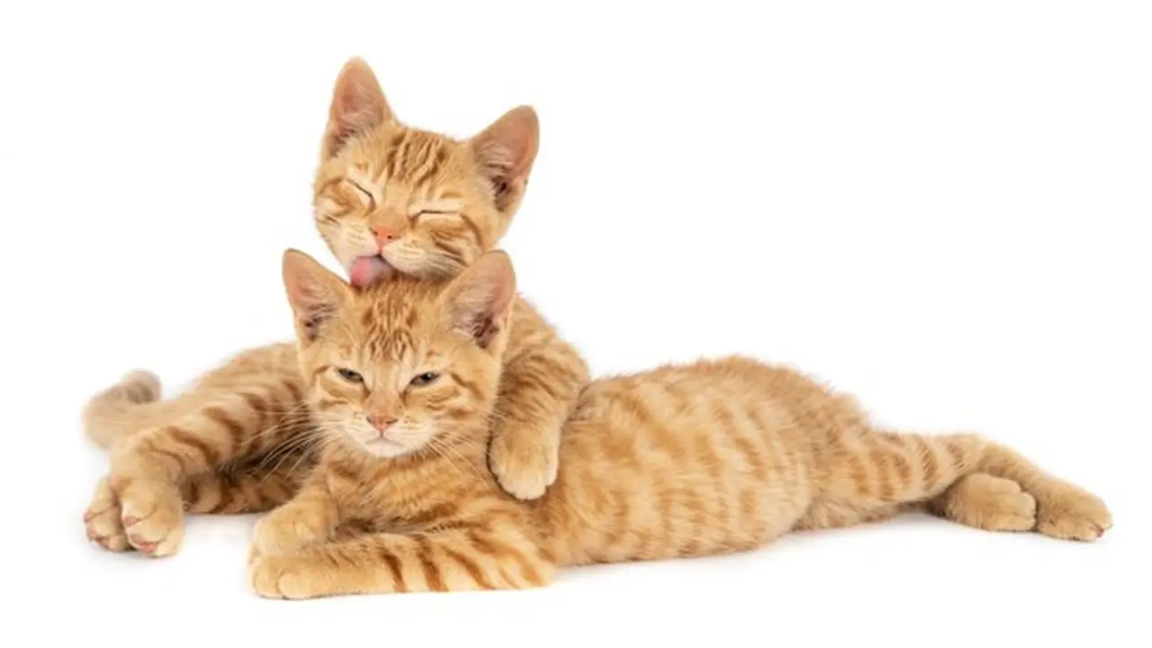 Ilustrasi kucing