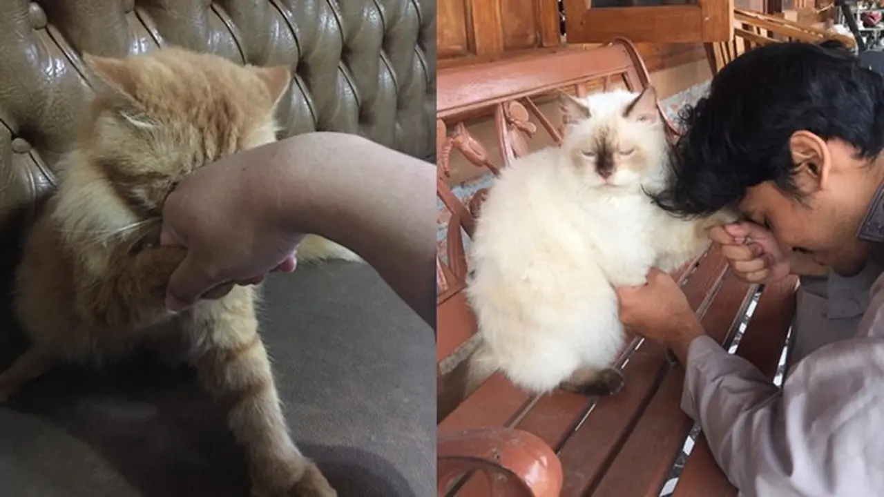 6 Momen Kompak Kucing dan Majikan Saling Minta Maaf Ini Bikin Senyum