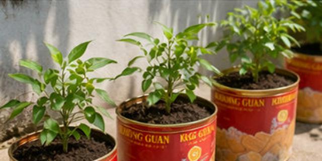 8 Barang Bekas yang Bisa Dipakai untuk Wadah Tanam Sayur, Sulap Rumah Jadi Hijau