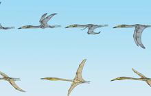 Temuan Fosil Ungkap Fakta Mengejutkan Tentang Spesies Dinosaurus Terbang 66 Juta Tahun Lalu