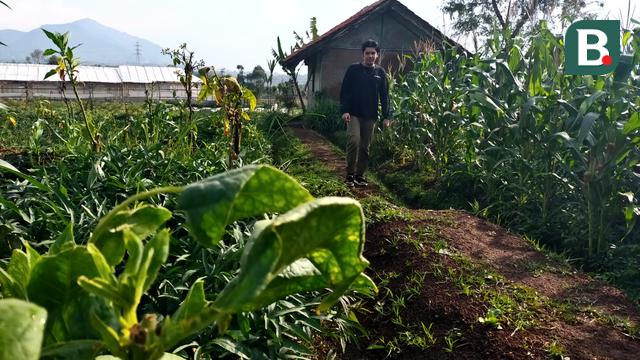 Ilustrasi Tembakau Rokok