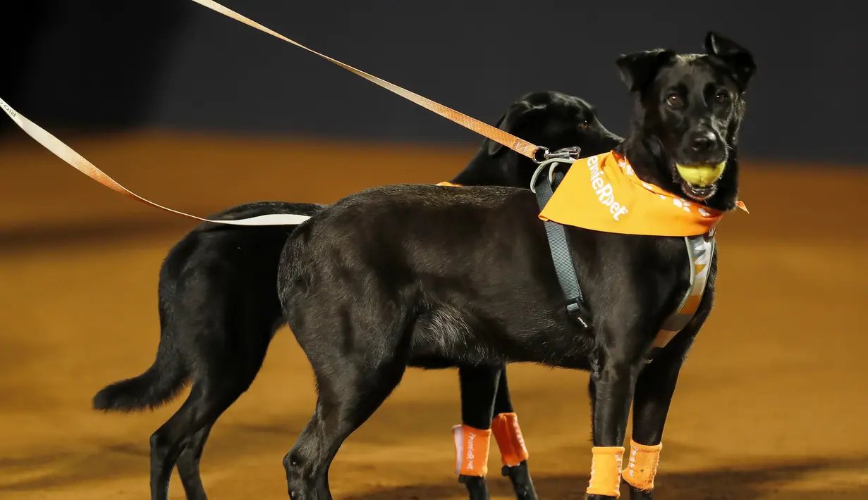Anjing-anjing yang akan diadopsi dari LSM Anonymous Paws melakukan pengambilan bola saat turnamen tenis Rio Open di Rio de Janeiro, Brasil, 15 Februari 2022. (AP Photo/Bruna Prado)