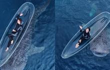 Tiara Andini Berfoto Sambil Berenang Bersama Dua Hiu Paus di Gorontalo