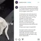 Viral di media sosial 21 kucing ditemukan mati di RW 05 Kelurahan Sunter Agung, Tanjung Priok, Jakarta Utara.