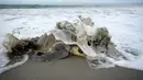 Seekor penyu lekang zaitun tiba saat musim bersarang di Suaka Margasatwa La Flor, San Juan del Sur, Nikaragua, Kamis (5/10/2023). Lebih dari seribu penyu dari spesies yang terancam punah tiba pada Kamis dini hari untuk bertelur secara massal di Pantai La Flor di San Juan del Sur, di Pasifik dan selatan Managua. (OSWALDO RIVAS/AFP)