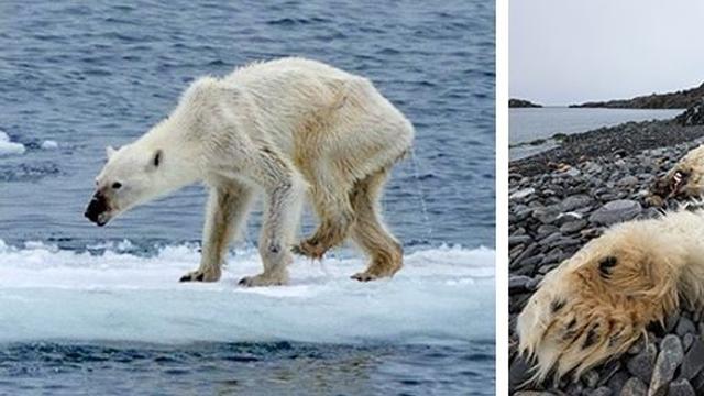 Beruang Kutup Kelaparan