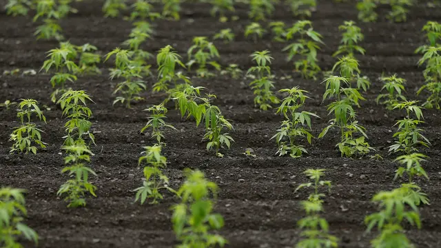 20160708-Astaga, Negara Ini Punya Ladang Ganja Terbesar yang Subur-Jepang