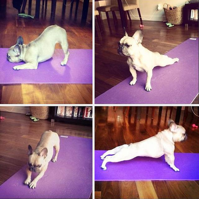 7 Potret Hewan Melakukan Aksi Tak Terduga yang Bikin Geleng Kepala