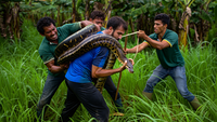 Apa yang Harus Dilakukan Jika Melihat Ular Piton di Kebun? Hati-hati Dililit