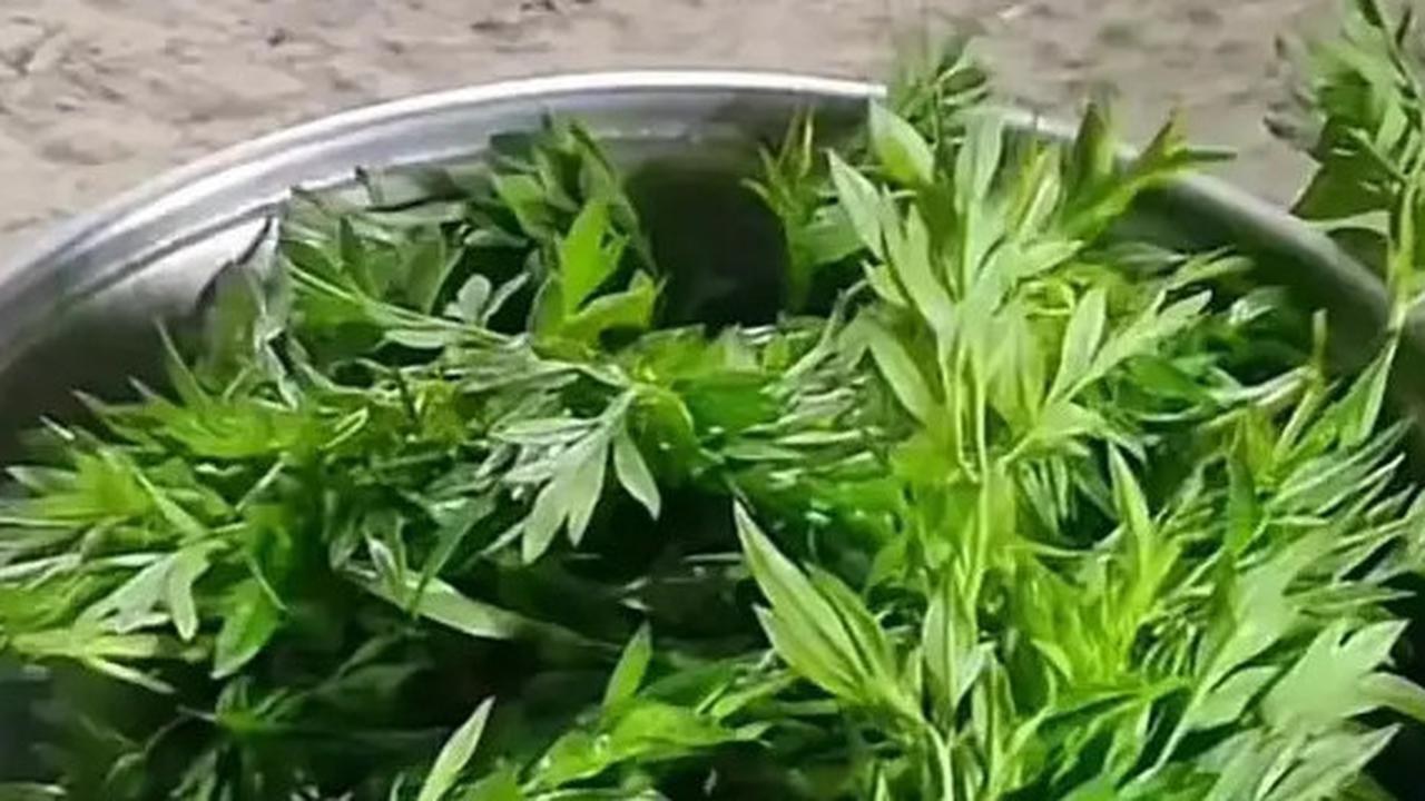 Manfaat Kenikir untuk Asam Urat, Cara Alami Menurunkan Kadar Asam Urat