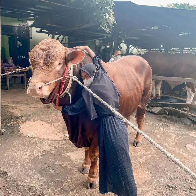 6 Potret Selebriti Berburu Hewan Kurban, Raffi Ahmad Beli Sapi Jumbo