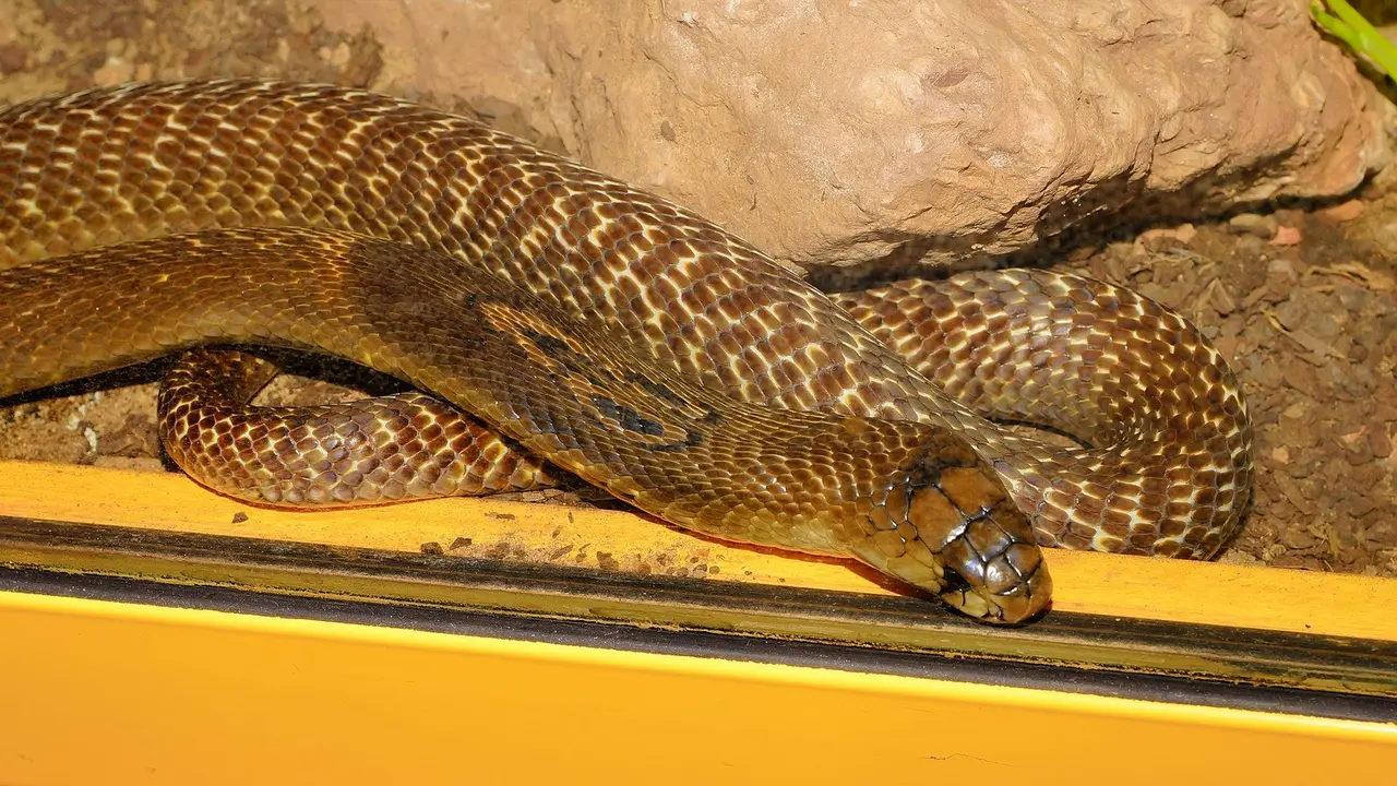 4 Perbedaan King Cobra dengan Ular Kobra yang Sering Disamakan - Hot