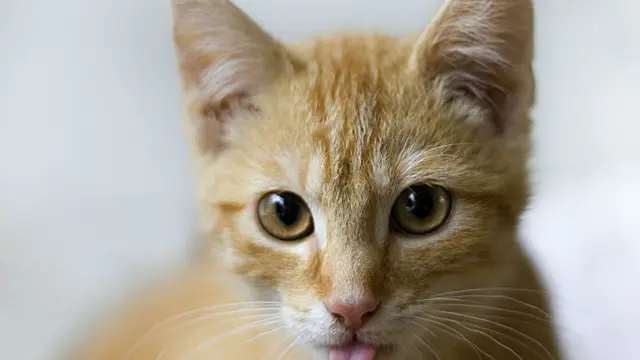 Ketahui Suasana Hati dan Emosi Kucing dari Gerakan Ekornya