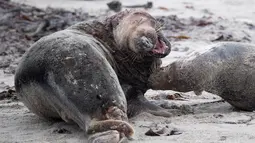 Pertarungan sengit anjing laut abu-abu jantan di utara Pulau Helgoland, Jerman, (14/12). Pulau Helgoland menjadi tempat bagi ratusan anjing laut abu-abu untuk melahirkan. (AFP Photo/John MacDougall)