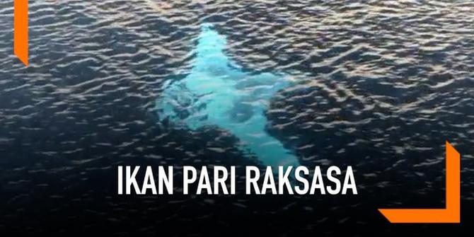 VIDEO: Viral, Rekaman Ikan Pari Raksasa Muncul di Raja Ampat