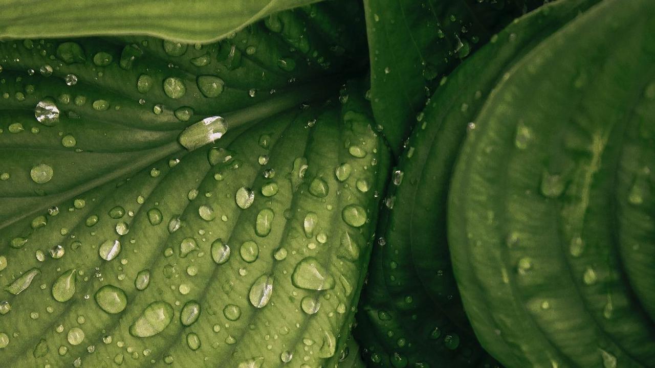 Pada tanaman dikotil, jumlah stomata lebih besar di permukaan bawah daripada di permukaan atas daun.