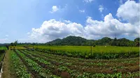 140 hektar wilayah pertanian bawang merah terletak di dusun Nawungan Selopamioro. (Foto: Liputan6.com/Wisnu Wardhana)